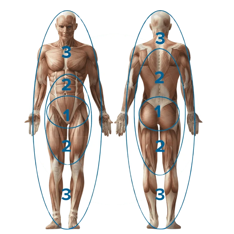 rpr muscle evaluation chart